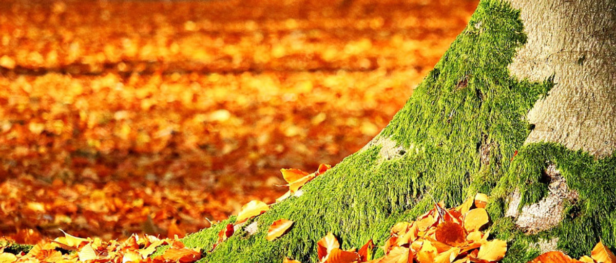Baum_Natur_Umweltschutz_3-1_Pixabay