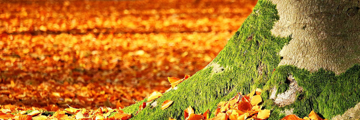 Baum_Natur_Umweltschutz_3-1_Pixabay